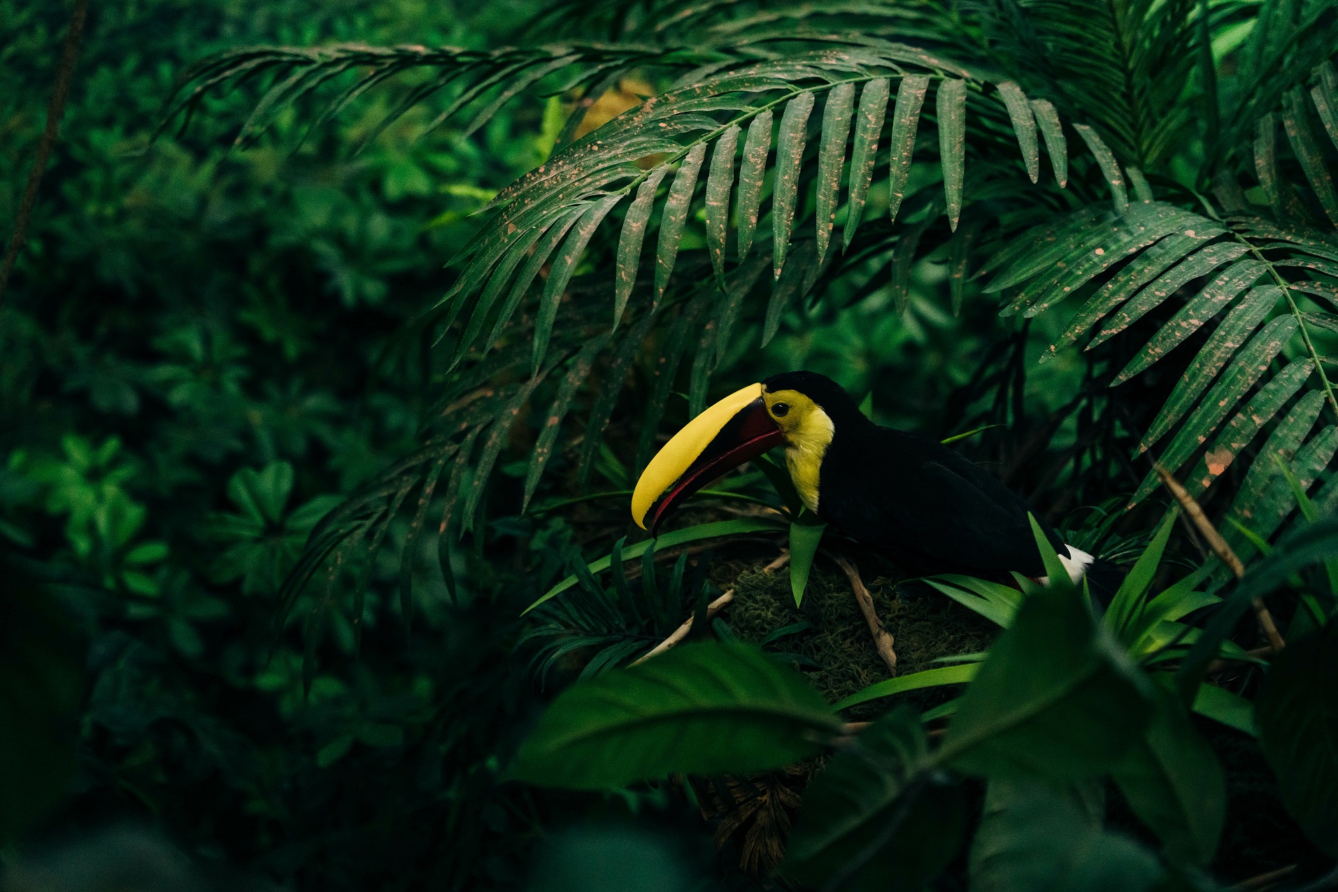 Toucan tropical bird sitting on a tree branch in natural wildlife environment in rainforest jungle. High quality photo