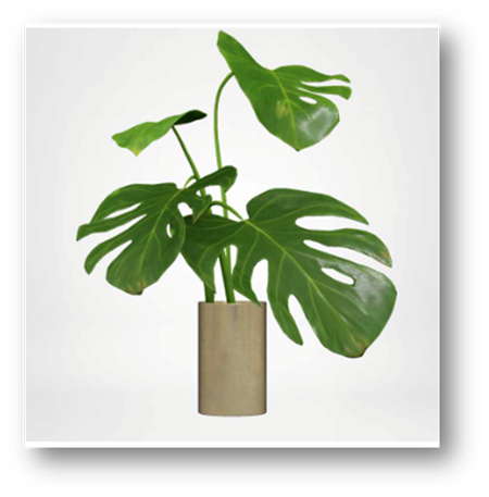 Majestic Monstera limited edition item from Redecor